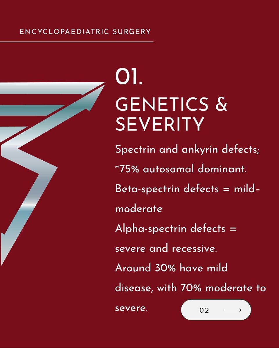 EncycloPaedSurg's tweet image. How much do you need to know about Hereditary Spherocytosis?
#PaediatricSurgery #PediatricSurgery #Surgeon #FRCS #FEBPS #EuropeanBoard #Revision #Exams #SingleBestAnswer #MCQ #EncycloPaediatricSurgery #fyp

For 500+ FRCS style practice MCQs:
mcq.encyclopaediatricsurgery.com