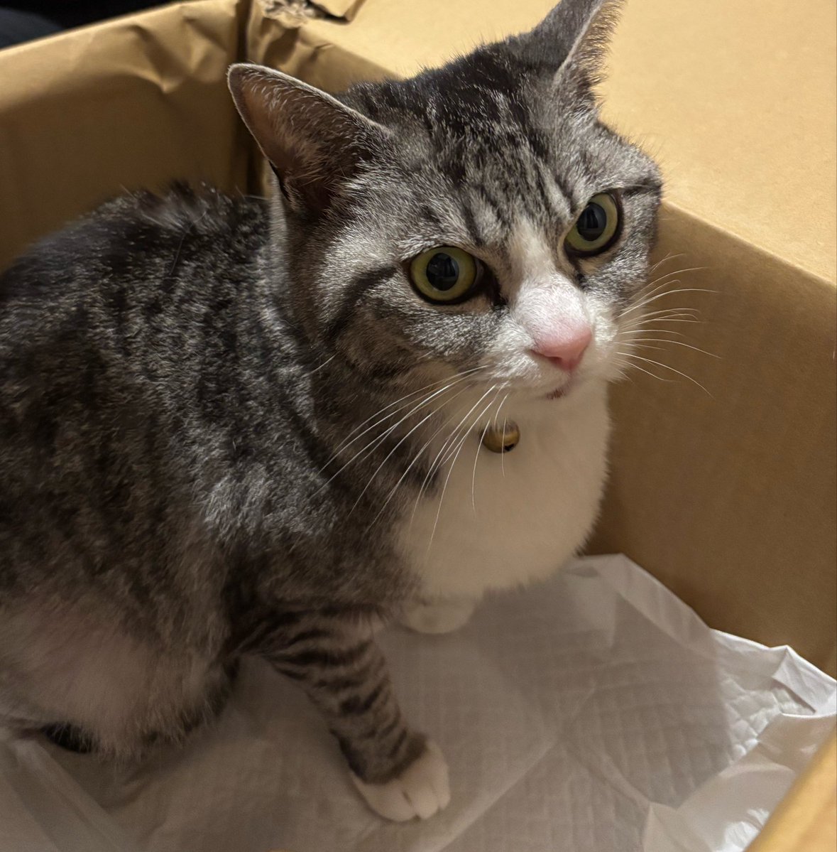 Nekohogo tweet media