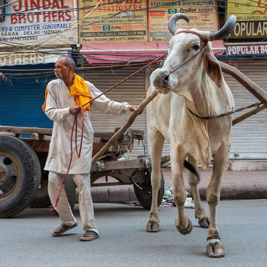 cool_bindra's tweet photo. #MyCityVibes  #vivoX300FE  #vivoIndia. DELHI AT ITS BEST.  @SajidSilawat1 @Wasimkh110 @JayParmarGJ3 @TheDataAnalyser @KajolSaxena7 @Slomozzzo. @Vivo_India https://t.co/U5qjwJFTj8