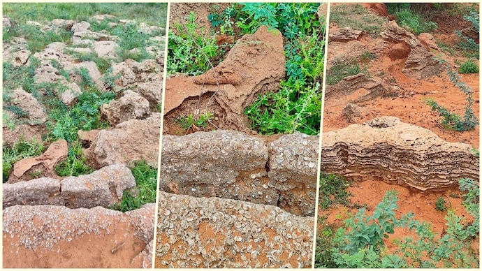 🚨Fossil exposed by rains in Tamil Nadu turns out to be 12,000-year-old ancient relic.