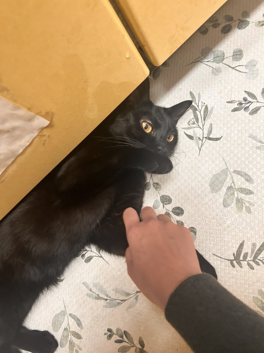 家に帰ったら猫たちと戯れます！🐈
これは追いかけっこして降参したうちの黒猫(うどん)