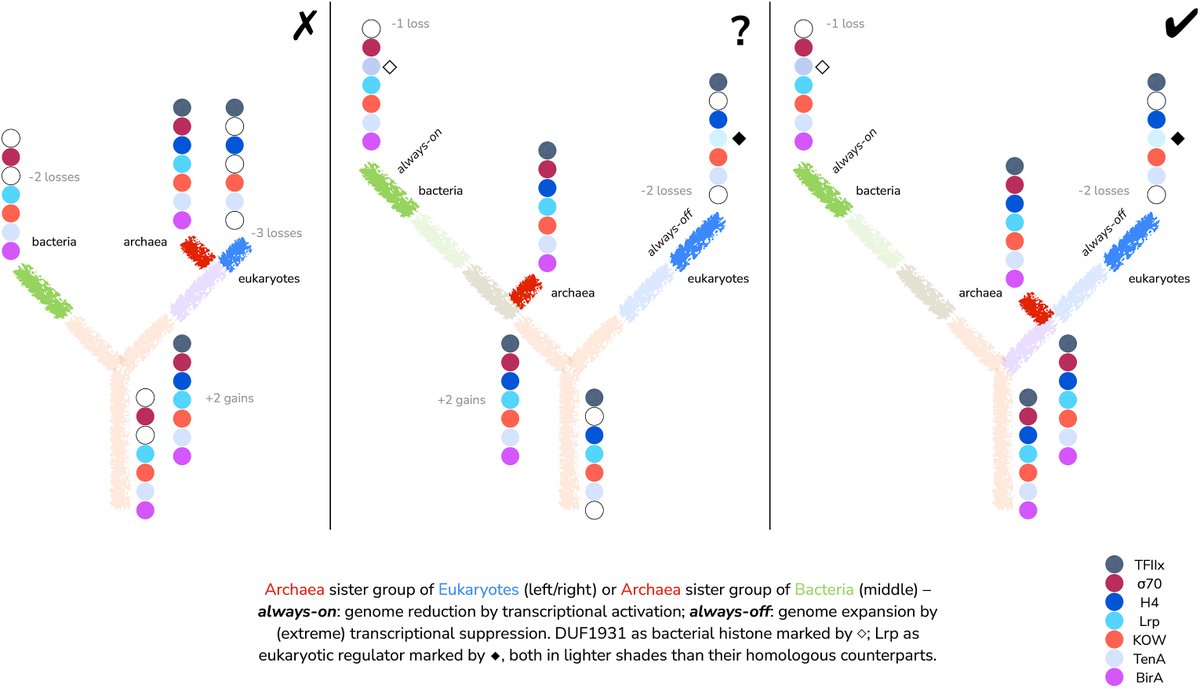 protasov_evgeni's tweet image. Asymmetric divergence of genome organization and transcription beyond LUCA
#microbiology #genetics #genome
doi.org/10.1016/j.bios…