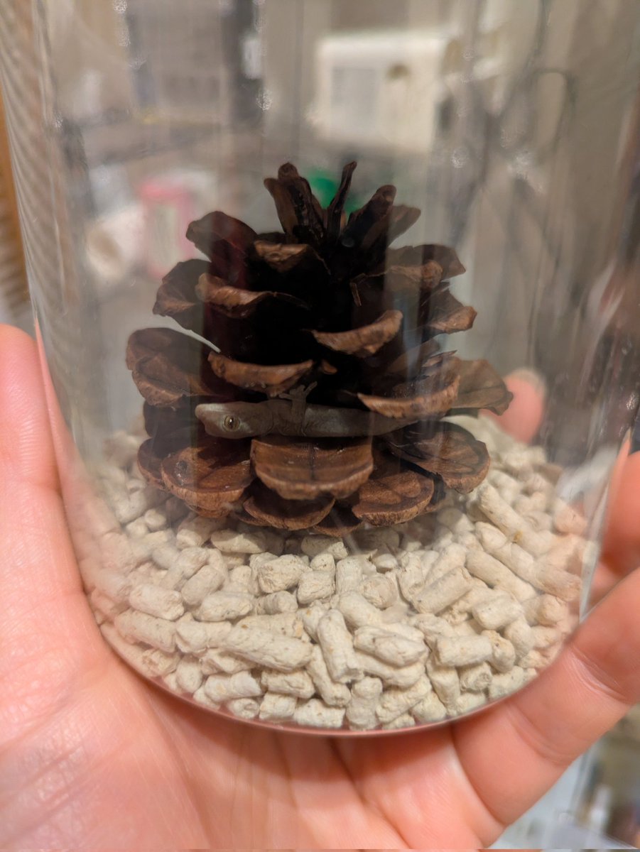 もやし tweet media