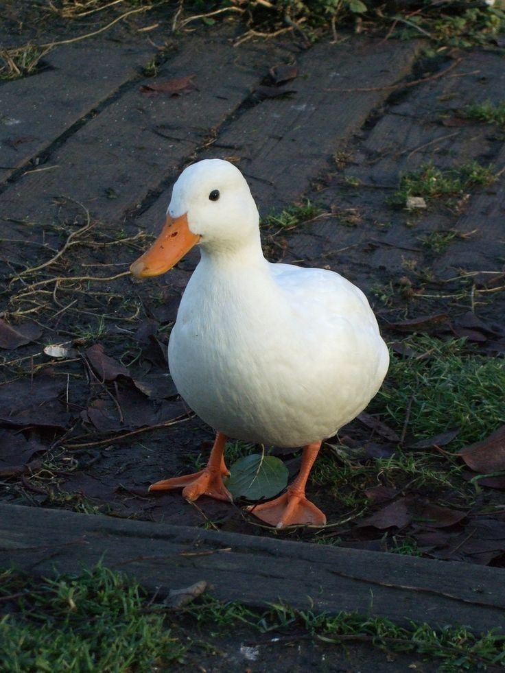The Duck Poster tweet media