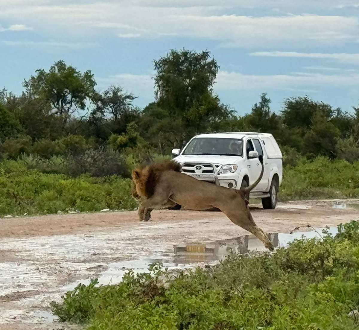 GondwanaLodges's tweet image. Lion crosses the road. 🦁 Guest Klaus Fischer captured this male mid-leap near Klein Namutoni, Etosha — 21 Feb, 2026 at 18:50. This is why you stay in the vehicle. #Etosha #Namibia #GondwanaCollection #WildlifePhotography #SafariLife
