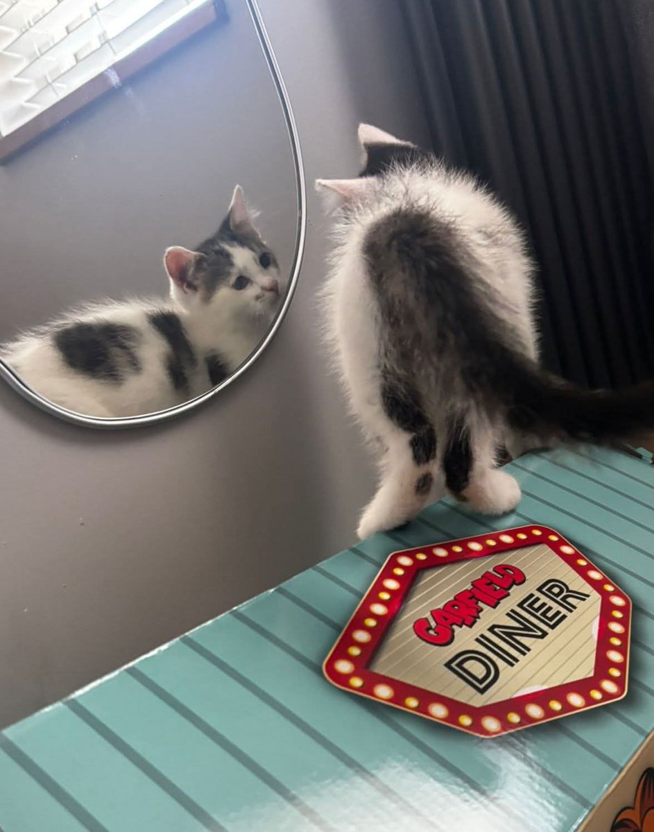 Its lovely to see Waffle settling into his new home since he left Bradford Cat Watch Rescue and Sanctuary at the weekend.