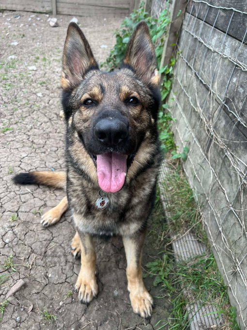 gsrescueelite's tweet image. Buddy is 4yrs old and this lad has a cheeky and playful personality. Buddy does over bond with one person though so exp of this will be needed in the home 
#dogs #germanshepherd #Essex 
gsrelite.co.uk/buddy-12/