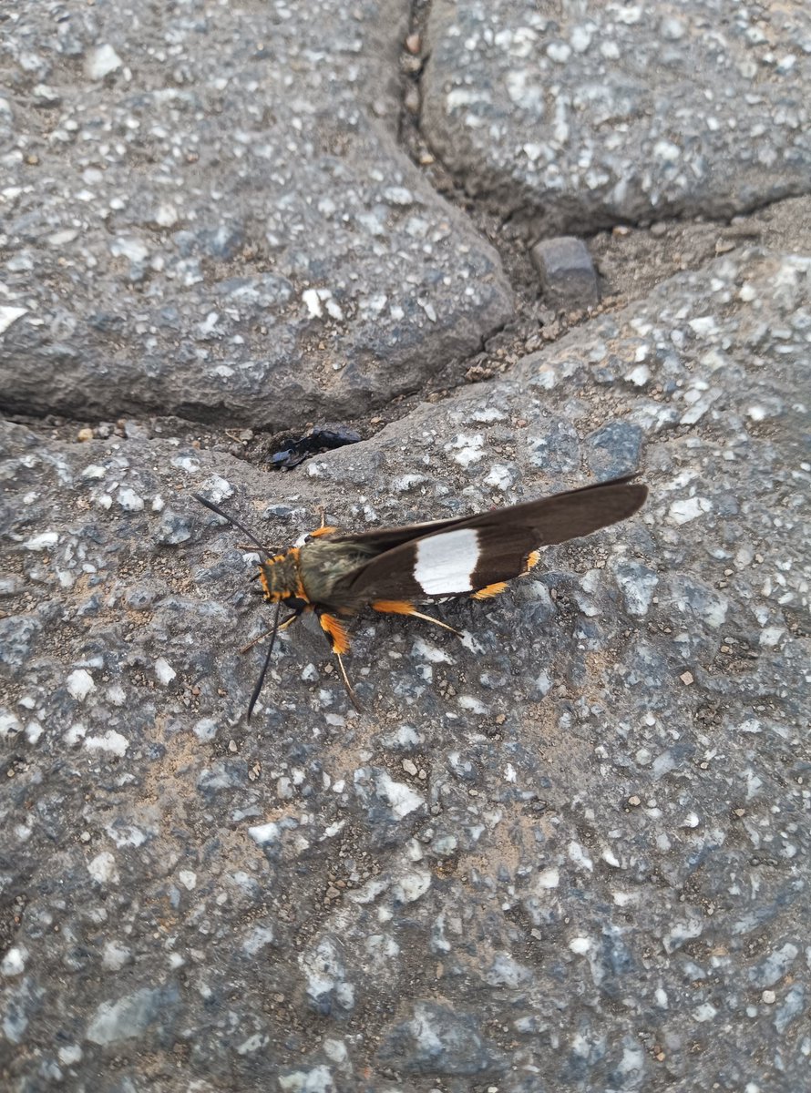 Mr Magoo tweet media