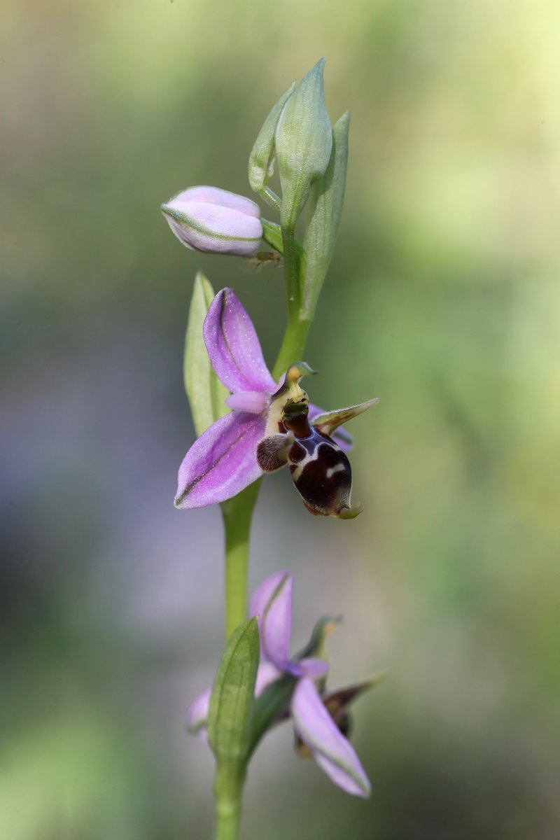 dunnjons's tweet image. A new day, and another firm favourite of mine of the myriad Ophrys bee orchids to be seen in the Gargano - Ophrys montis-gargani. An endemic to the area, there were plenty of plants to be seen today in immaculate condition. A big fanfare for those magnificent 'horns', please. 🎺
