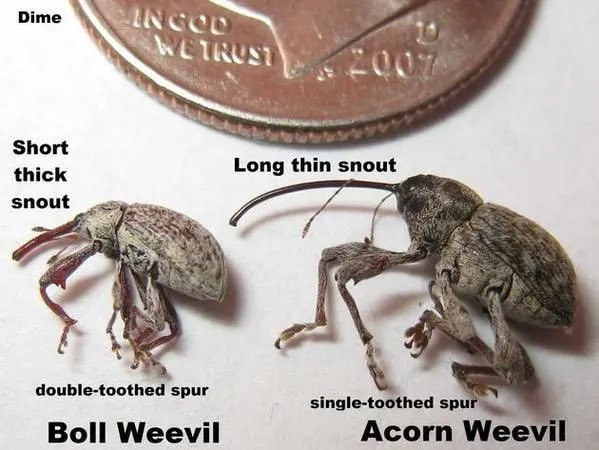 SharpeStannon's tweet photo. Everyone knows the Acorn Weevil is the far superior creature. Its long snout is more adaptable for feeding and single tooth provides more precise hits.
An absolute organizational failure by Fondo on day one!
More on this on #FirstStake #ESPSTAN
@StanphenASmith https://t.co/c8JeznFEPl