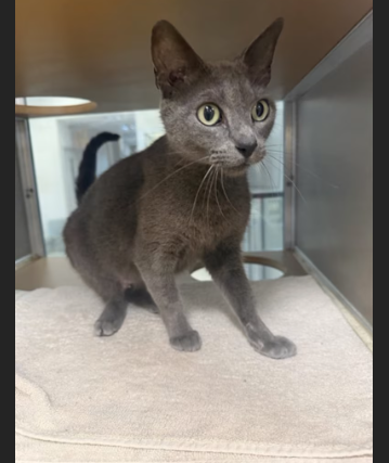 Hollywood Dogs tweet media