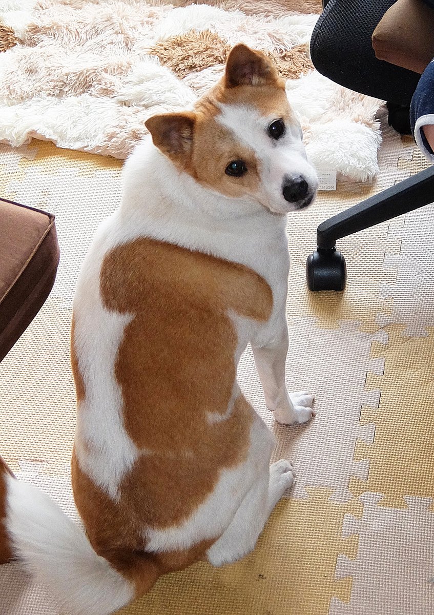 はぐれ＆けやき tweet media