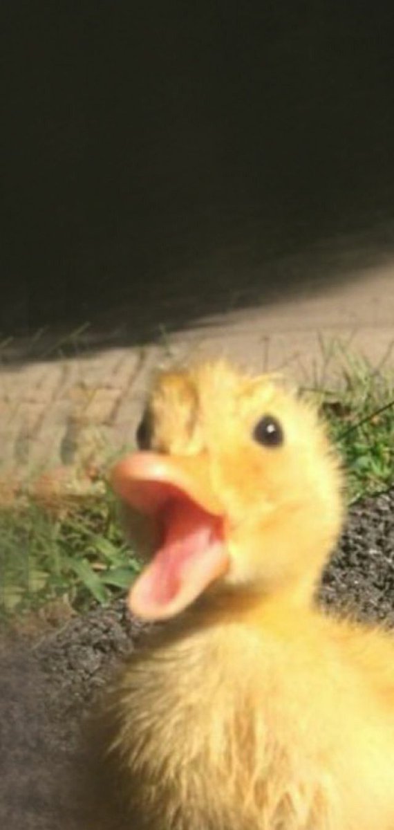 The Duck Poster (@theduckposter) on X