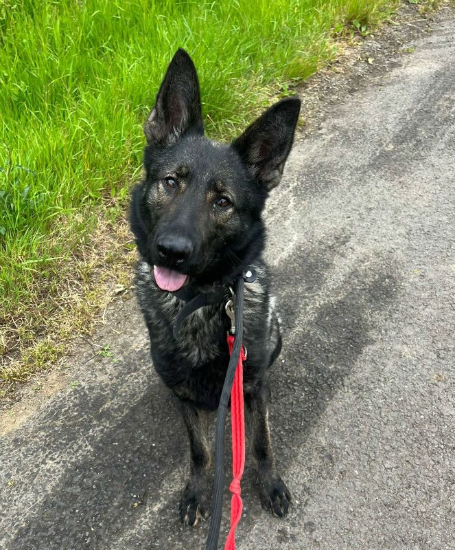 gsrescueelite's tweet image. Pixy is 4yrs old and she came to us in June 23 after being found in an abandoned car that had been sealed with Duct tape! A sweet but shy girl she can live with older kids but will need an exp home 
#dogs #germanshepherd #Essex 
gsrelite.co.uk/pixy/