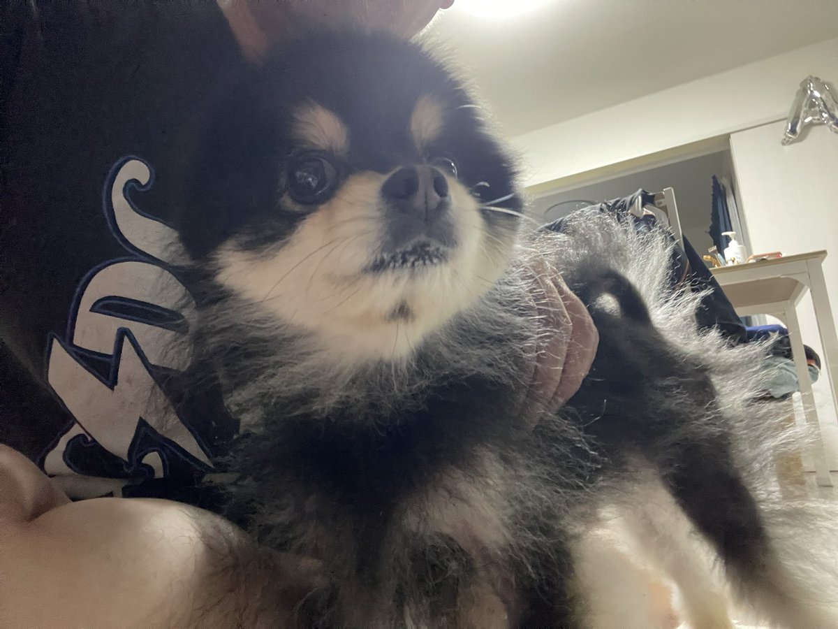 グリンゴスロコス a.k.a.にわかメタラ tweet media