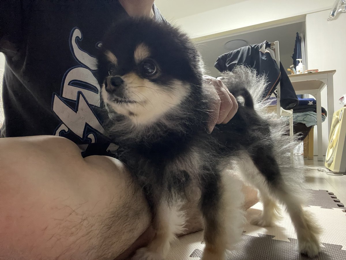 グリンゴスロコス a.k.a.にわかメタラ tweet media