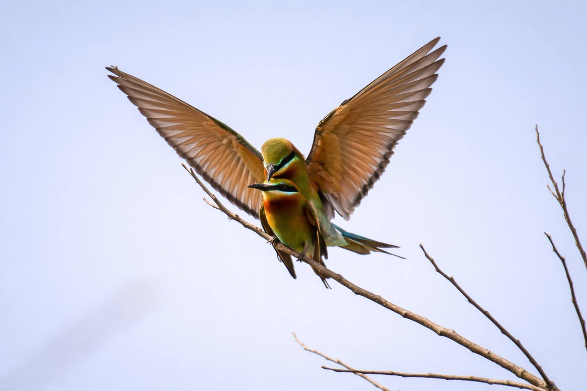 shijuvenate's tweet image. Blue-tailed Bee-eater courtship
Male arrives with a dragonfly offering. She accepts, they mate.
A new pair takes flight to begin their nesting story.
#indiAves 
#followback
