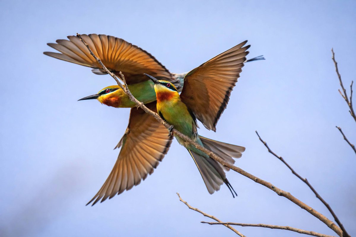 shijuvenate's tweet image. Blue-tailed Bee-eater courtship
Male arrives with a dragonfly offering. She accepts, they mate.
A new pair takes flight to begin their nesting story.
#indiAves 
#followback