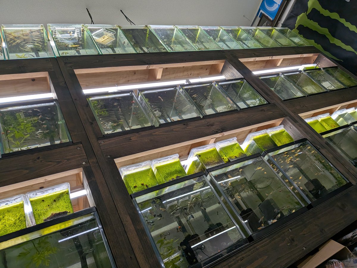 あ〜、今日は疲れに疲れて、ついにグッピー部屋で寝っ転がってしまった…

#guppy #guppies #aquarium #グッピー #アクアリウム