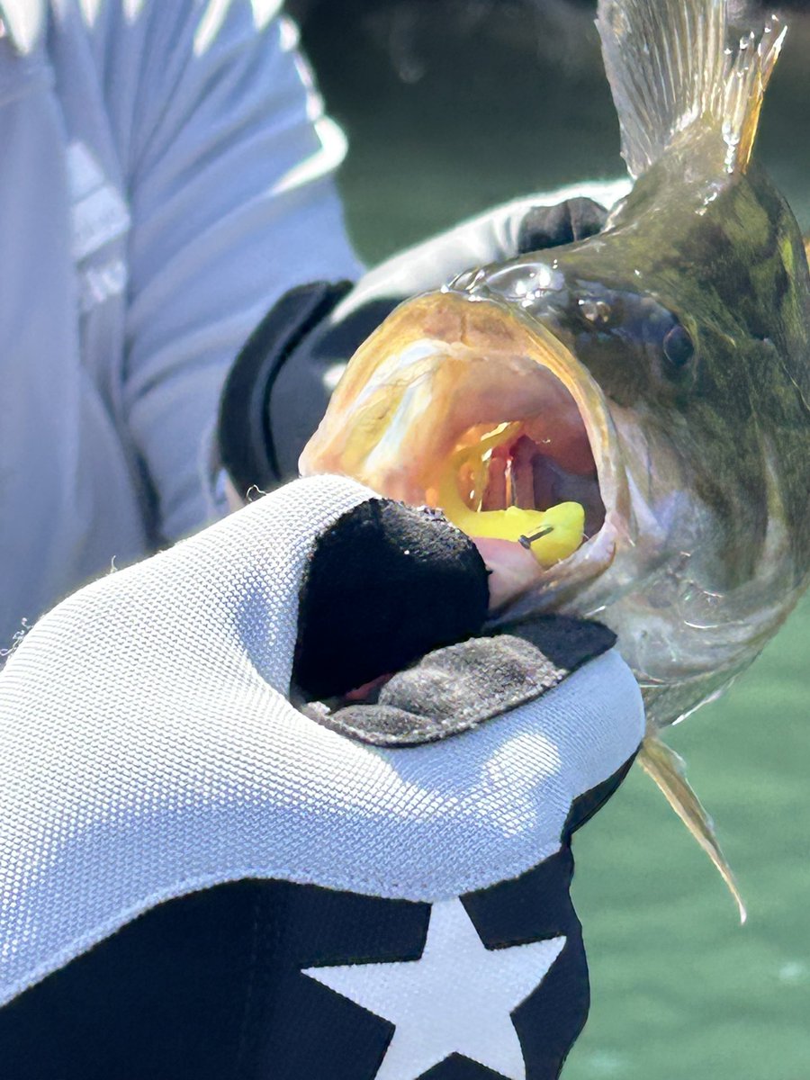 catandfishing's tweet image. 友人がキャッチしたバス
選ばれたのはフォロースティック(キイロ)でした

#FOLLOW
#フォロースティック
#野尻湖