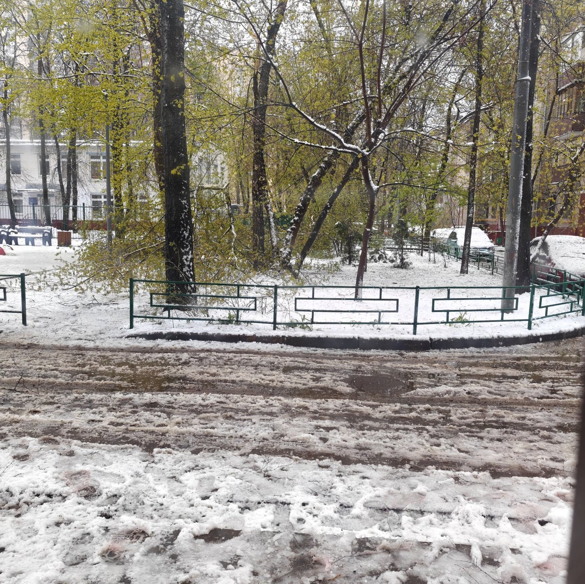 V U L P 1 S tweet media