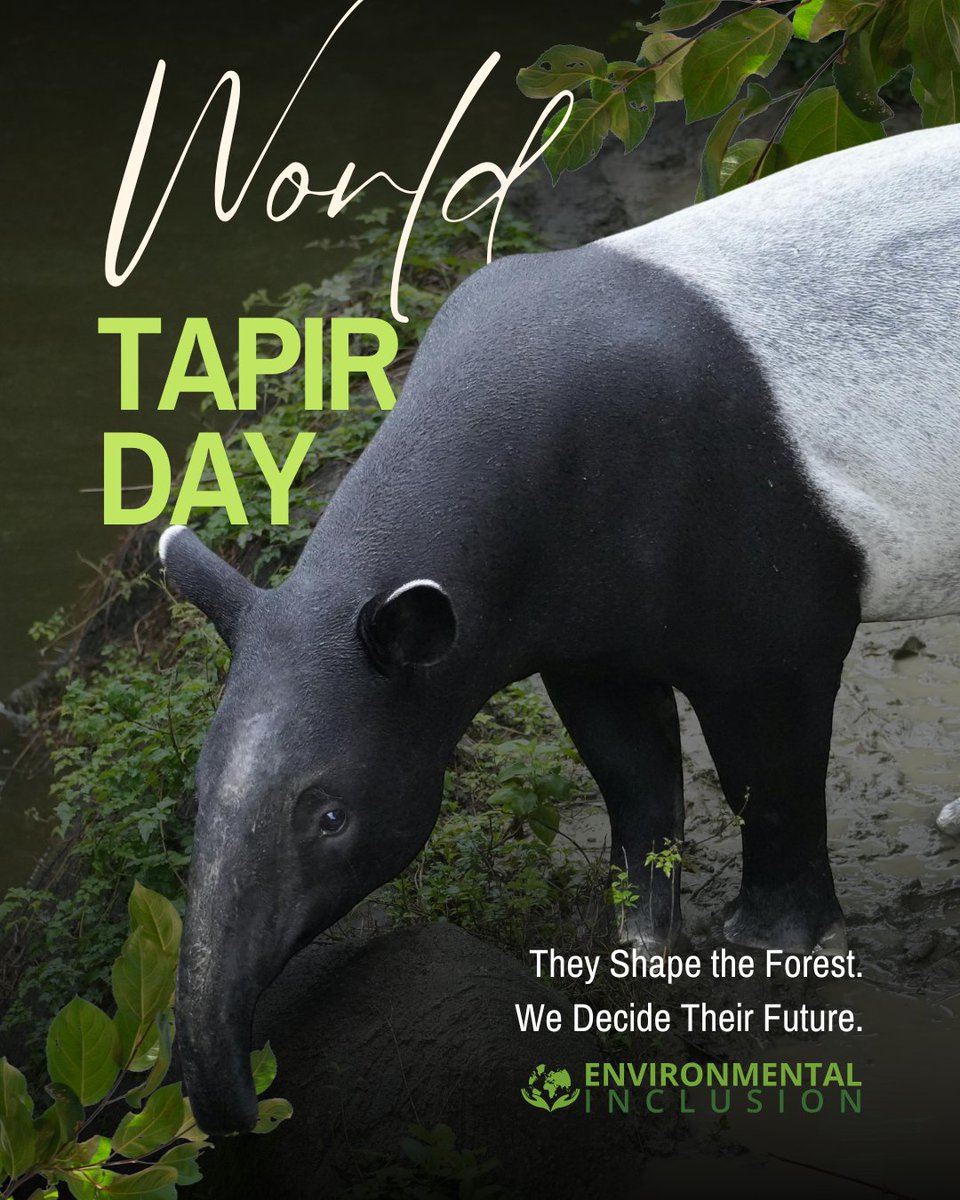 EnvInclusion's tweet photo. Ancient. Essential. Endangered.

Tapirs have survived for millions of years—now they’re at risk because of us.

The future of rainforests depends on what we do next.

#WorldTapirDay #Biodiversity https://t.co/O8AA4wHYPF
