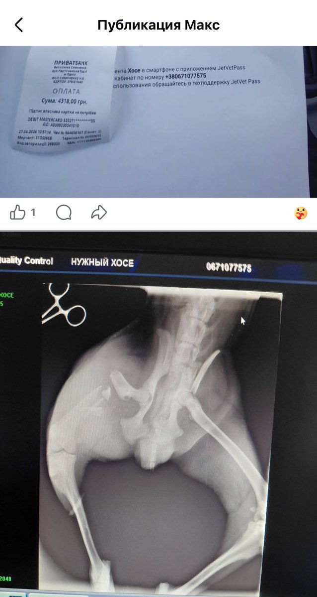 antoninaodesssa's tweet image. #NAFO I have a friend—Max @papasobaka . While I’m drinking liters of coffee trying to recover from the night, he keeps saving lives. I don’t even have the strength to get behind the wheel. Meanwhile, Max has already taken a stray dog to the vet—it needs urgent surgery due to a