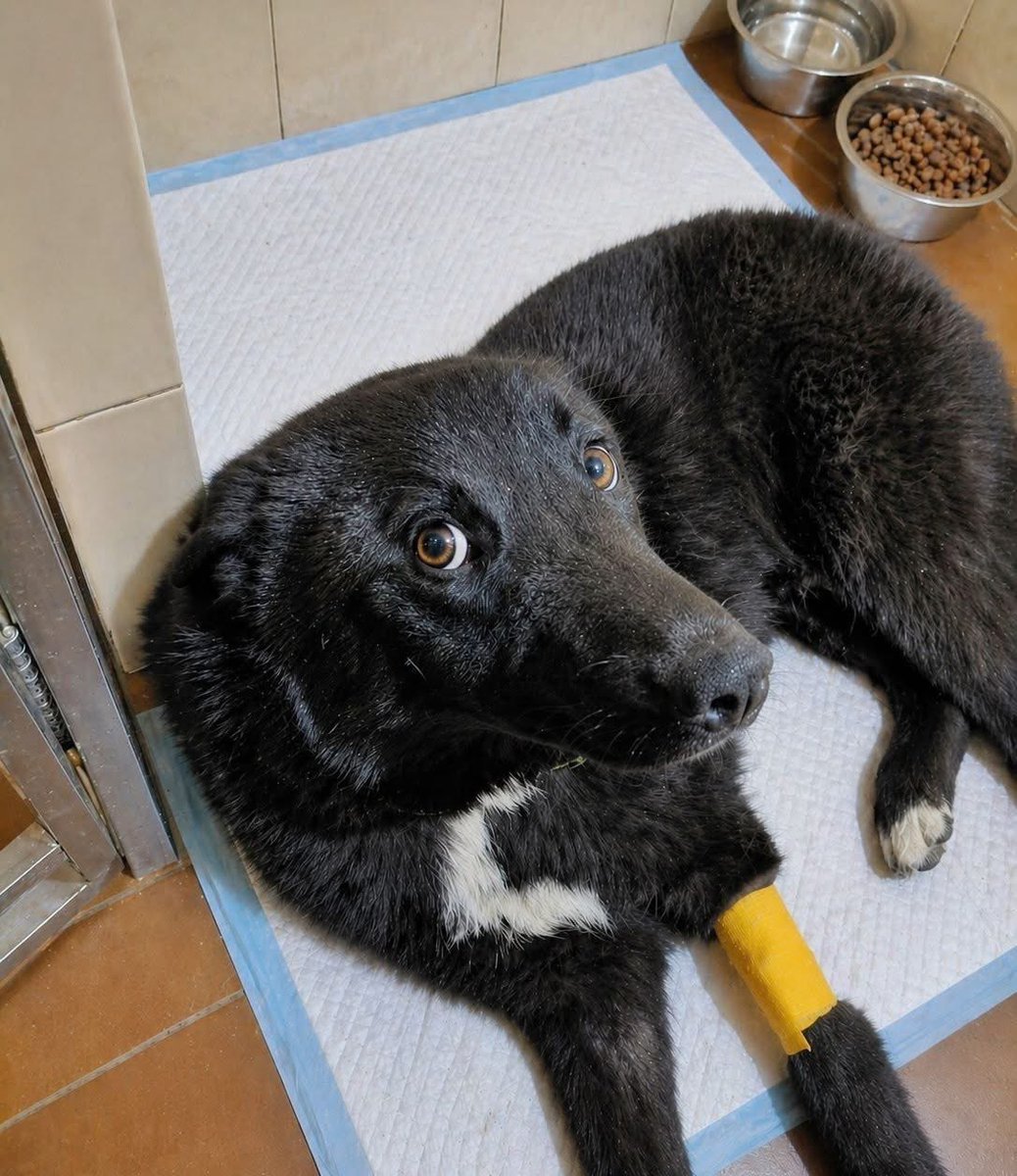 antoninaodesssa's tweet image. #NAFO I have a friend—Max @papasobaka . While I’m drinking liters of coffee trying to recover from the night, he keeps saving lives. I don’t even have the strength to get behind the wheel. Meanwhile, Max has already taken a stray dog to the vet—it needs urgent surgery due to a