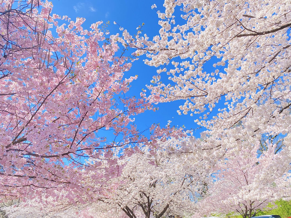 KathleenLevey's tweet image. Cathedral Basilica of the Sacred Heart @NewarkBasilica and the Ballantine Gates, Branch Brook Park, early April @BranchBrookPark #cherryblossom #architecture #flowers #travel 🌸🕊️