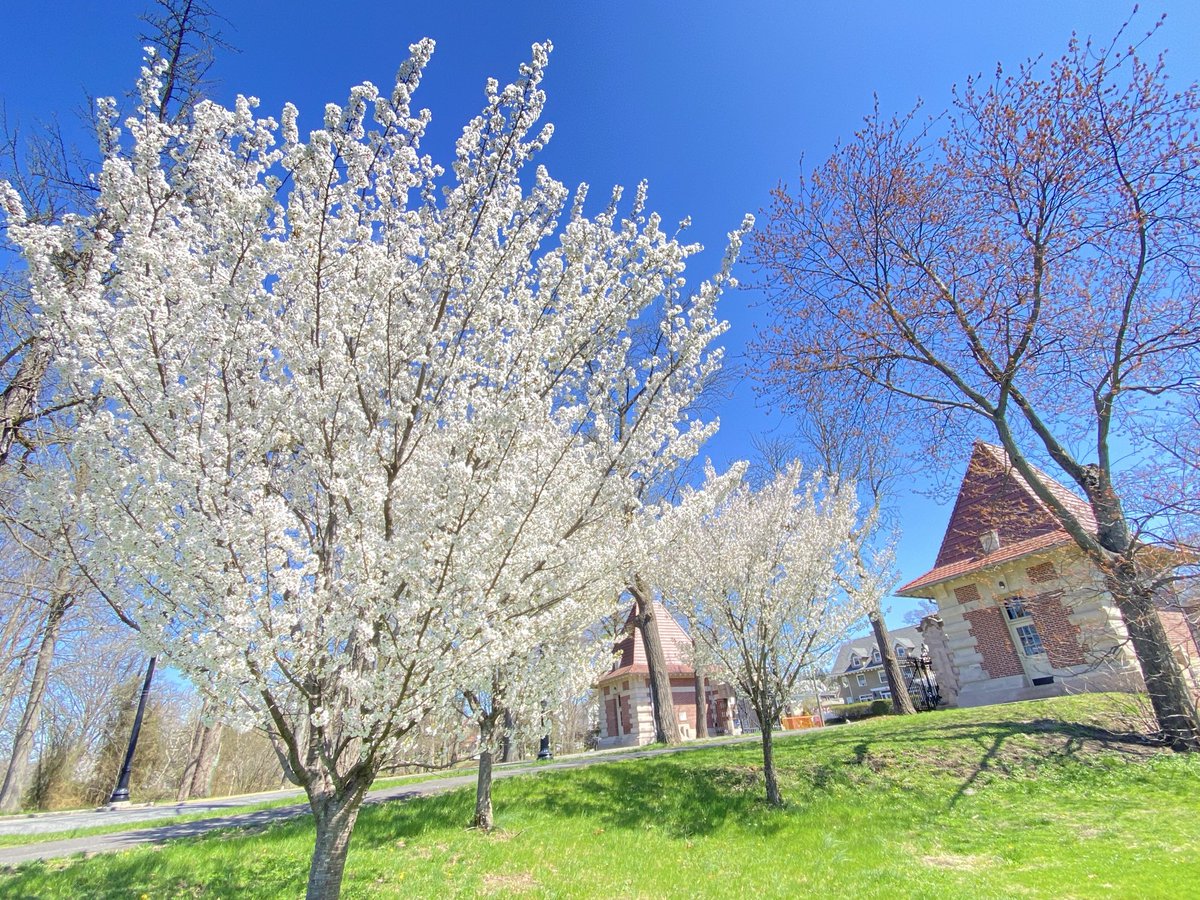KathleenLevey's tweet image. Cathedral Basilica of the Sacred Heart @NewarkBasilica and the Ballantine Gates, Branch Brook Park, early April @BranchBrookPark #cherryblossom #architecture #flowers #travel 🌸🕊️