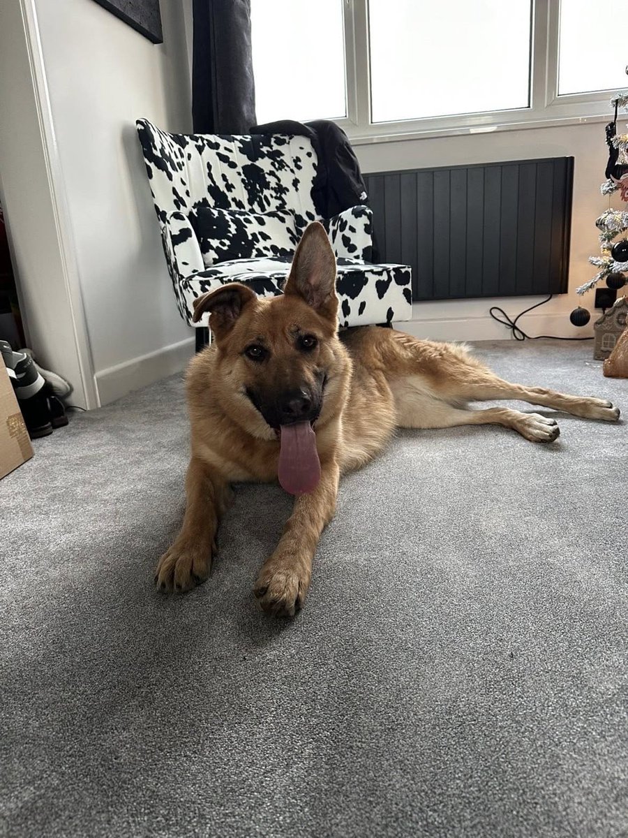 gsrescueelite's tweet image. Luna is 4yrs old and she arrived at just a year old having had multiple homes and a litter! Luna can live with older kids but she is a mater escape artist so very secure garden needed 
#dogs #germanshepherd #Essex gsrelite.co.uk/luna-13/
