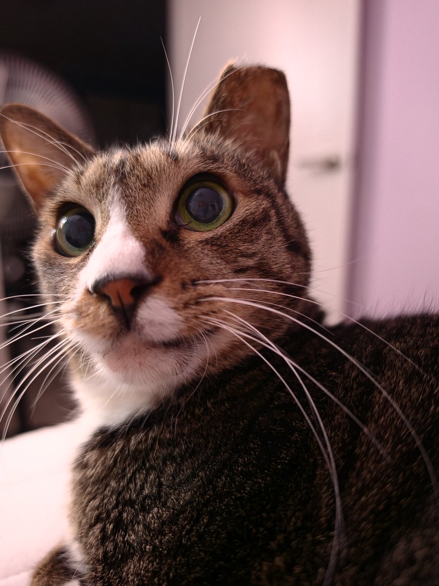 로꼬깡! tweet media