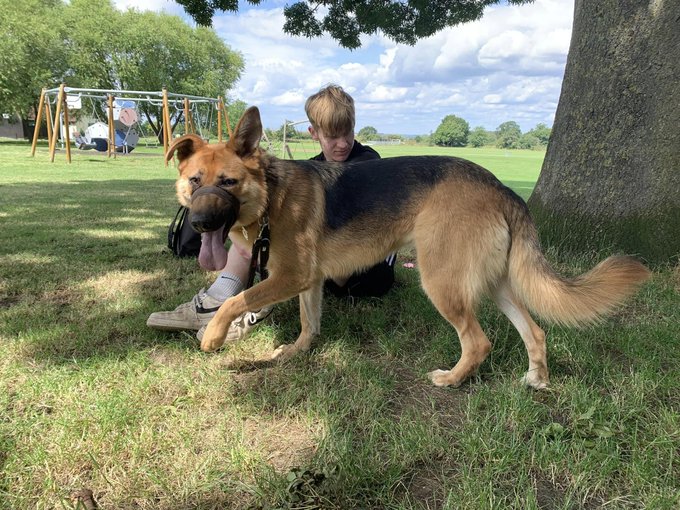 gsrescueelite's tweet image. Luna is 4yrs old and she arrived at just a year old having had multiple homes and a litter! Luna can live with older kids but she is a mater escape artist so very secure garden needed 
#dogs #germanshepherd #Essex gsrelite.co.uk/luna-13/