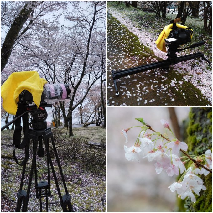 KLE400's tweet photo. 雨の桜、撮影風景!
どんなカメラやレンズもスマホと同じで標準で防塵防滴だけど、さらに機材を守る手段として車の洗車仕上げに使うタオルが最強な件。
#桜 #桜のある景色 #桜のある風景 #滋賀県 #高島市 #撮影 #シグマと桜 #シグマアートレンズ #vinten #sachtler #Libec #LUMIX https://t.co/DRtyZlxPSC