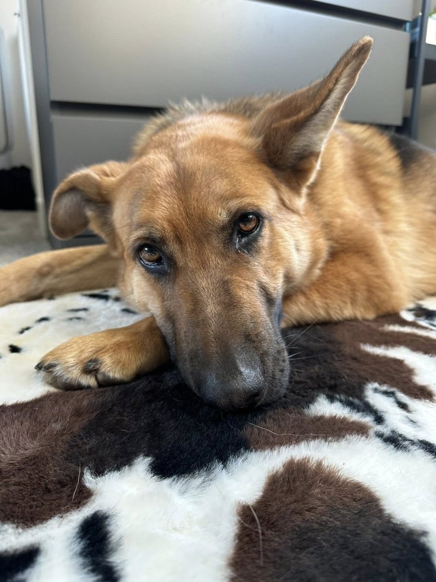 gsrescueelite's tweet image. Luna is 4yrs old and she arrived at just a year old having had multiple homes and a litter! Luna can live with older kids but she is a mater escape artist so very secure garden needed 
#dogs #germanshepherd #Essex gsrelite.co.uk/luna-13/