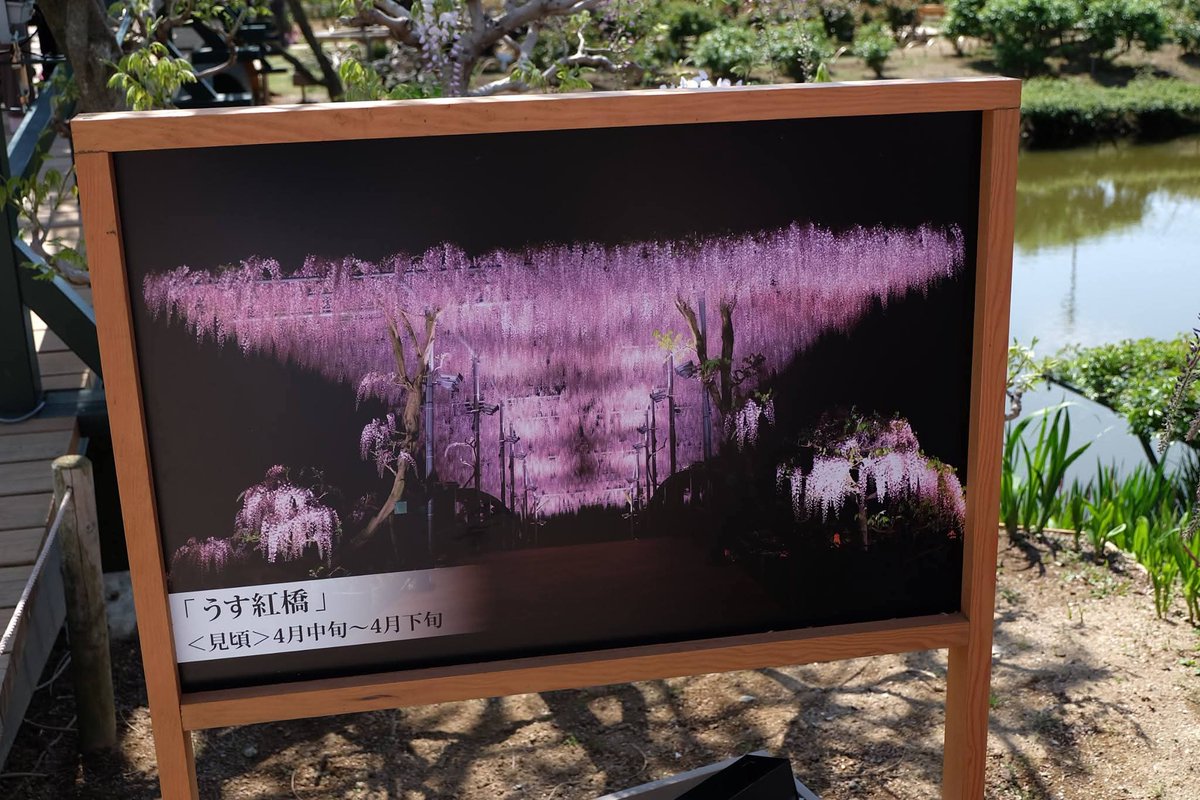 Puttiano's tweet image. #tbt in 2017, My Japan Trip 🗾
at Ashikaga Flower Park, Tochigi 🪻🌷🌺🌼

#ashikagaflowerpark #wisteria
#あしかがフラワーパーク #ウィステリア