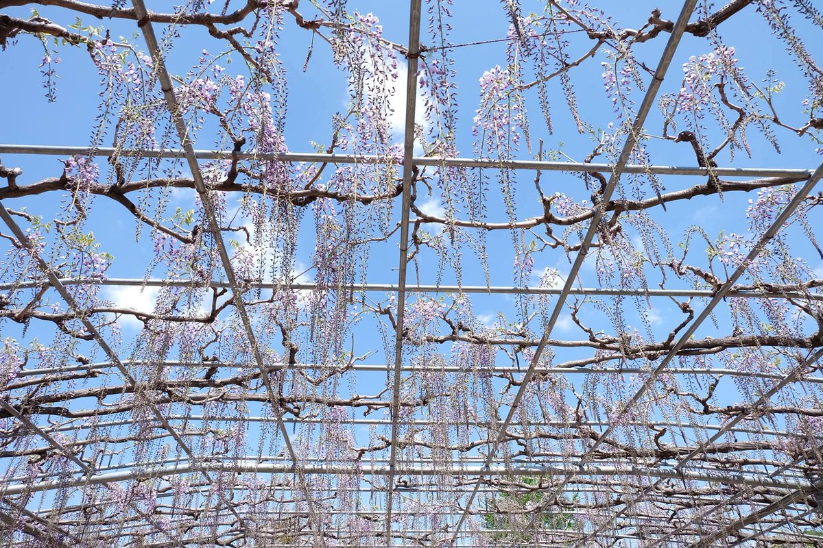 Puttiano's tweet image. #tbt in 2017, My Japan Trip 🗾
at Ashikaga Flower Park, Tochigi 🪻🌷🌺🌼

#ashikagaflowerpark #wisteria
#あしかがフラワーパーク #ウィステリア