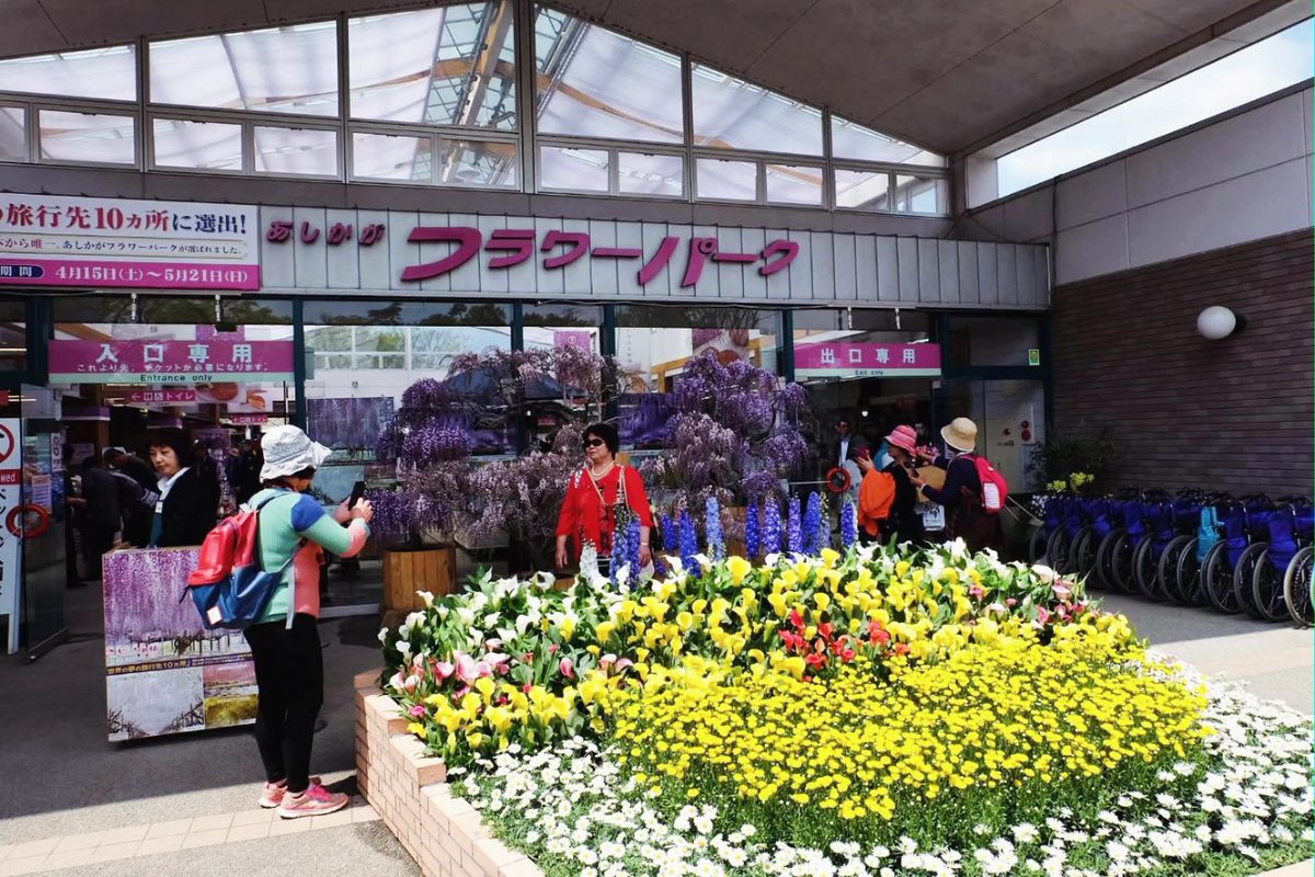 Puttiano's tweet image. #tbt in 2017, My Japan Trip 🗾
at Ashikaga Flower Park, Tochigi 🪻🌷🌺🌼

#ashikagaflowerpark #wisteria
#あしかがフラワーパーク #ウィステリア