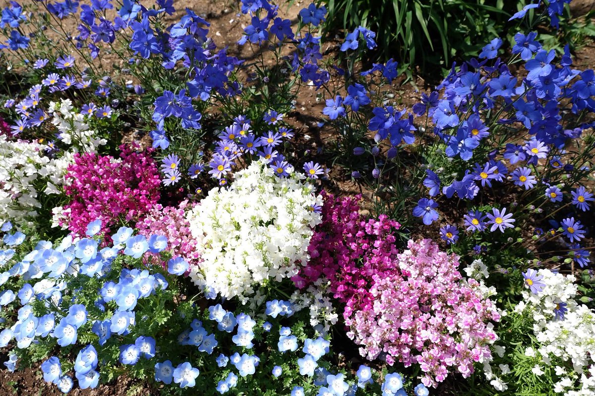 Puttiano's tweet image. #tbt in 2017, My Japan Trip 🗾
at Ashikaga Flower Park, Tochigi 🪻🌷🌺🌼

#ashikagaflowerpark #wisteria
#あしかがフラワーパーク #ウィステリア