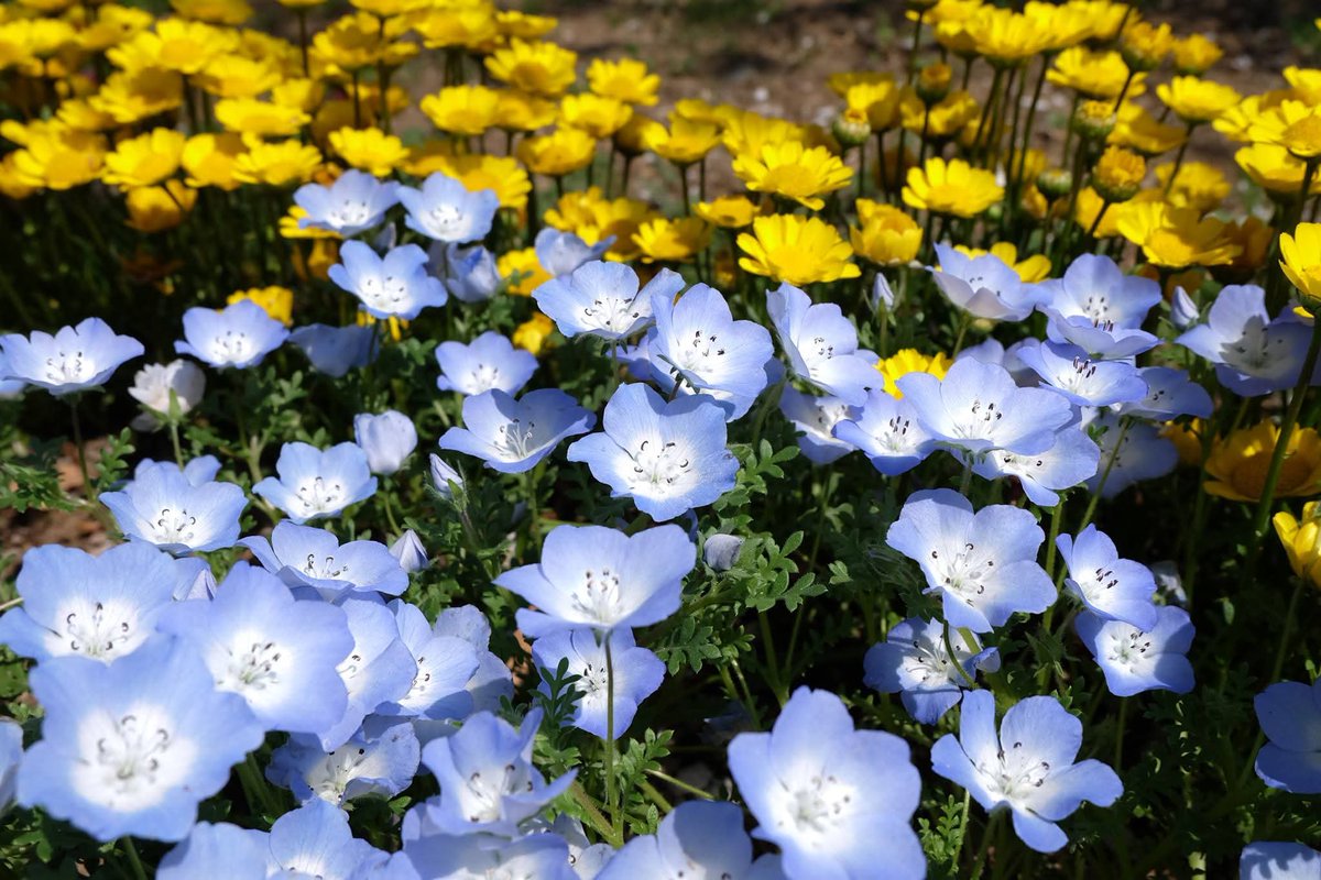 Puttiano's tweet image. #tbt in 2017, My Japan Trip 🗾
at Ashikaga Flower Park, Tochigi 🪻🌷🌺🌼

#ashikagaflowerpark #wisteria
#あしかがフラワーパーク #ウィステリア