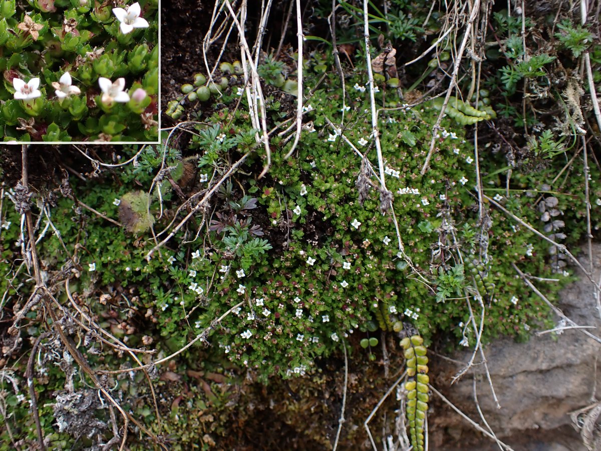 Daniel251450's tweet image. A new species of Arcytophyllum (Rubiaceae) described from the northern Andes of Peru. This plant is rare, and grows in an area under siege by intense fires.
@SerforPeru #Peru #Andes #Botany #ClimateChange #Conservation #NewSpecies plecevo.eu/article/175775/