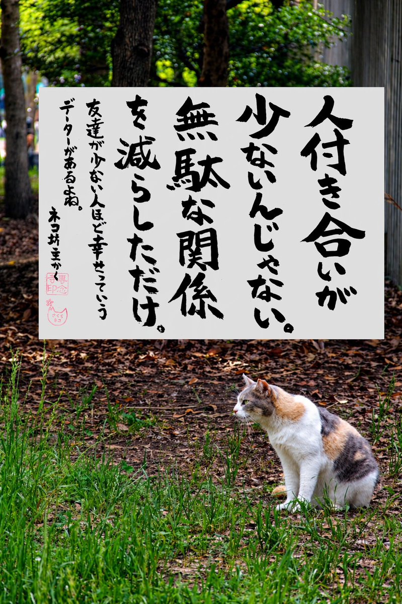 専念寺/ネコ坊主 tweet media