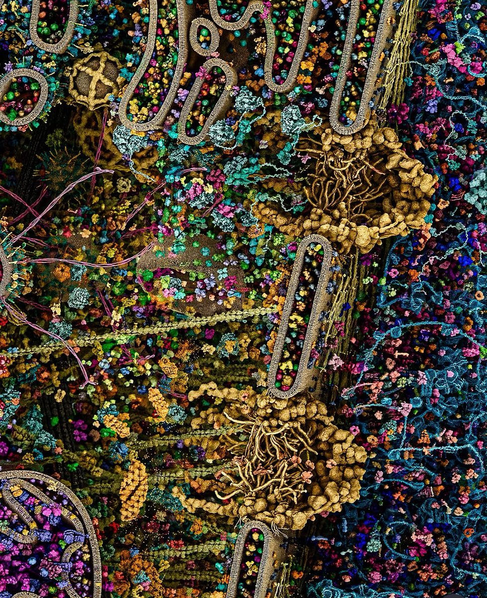 LawalIsiaq7's tweet image. A single human cell—visualized in extreme detail.

Built using real data from microscopy and X-ray science.

It looks unreal.
But this is biology at work, every second.

#science #Biology 
#Microscope