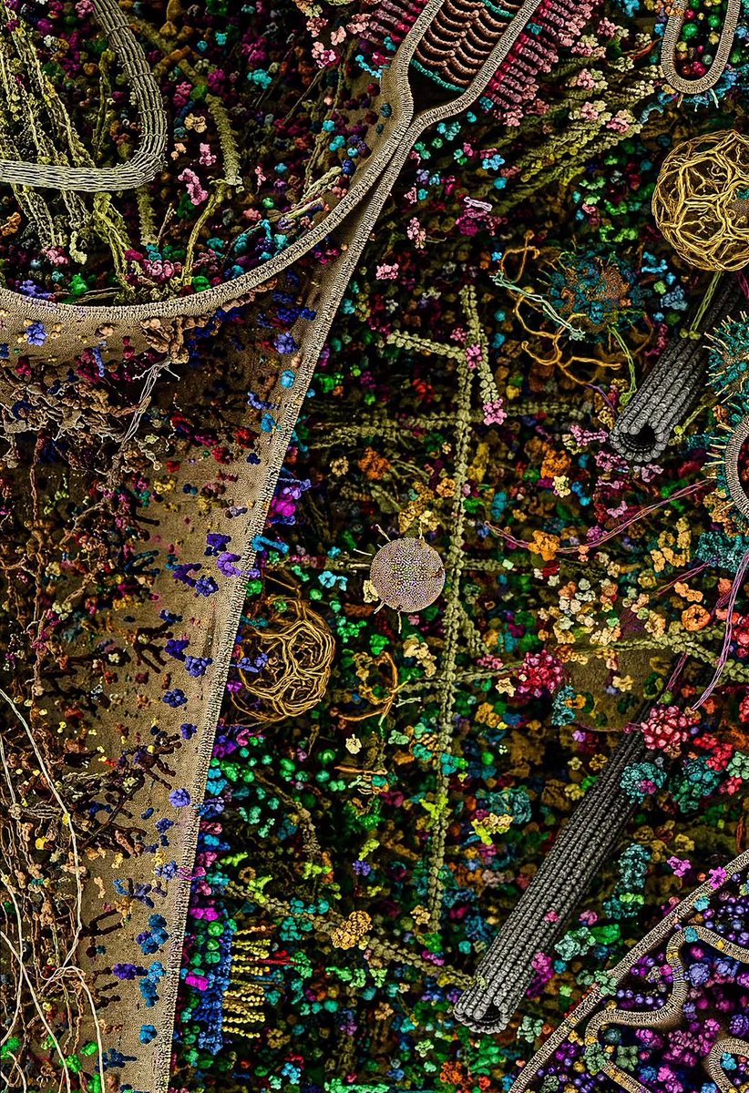 LawalIsiaq7's tweet image. A single human cell—visualized in extreme detail.

Built using real data from microscopy and X-ray science.

It looks unreal.
But this is biology at work, every second.

#science #Biology 
#Microscope