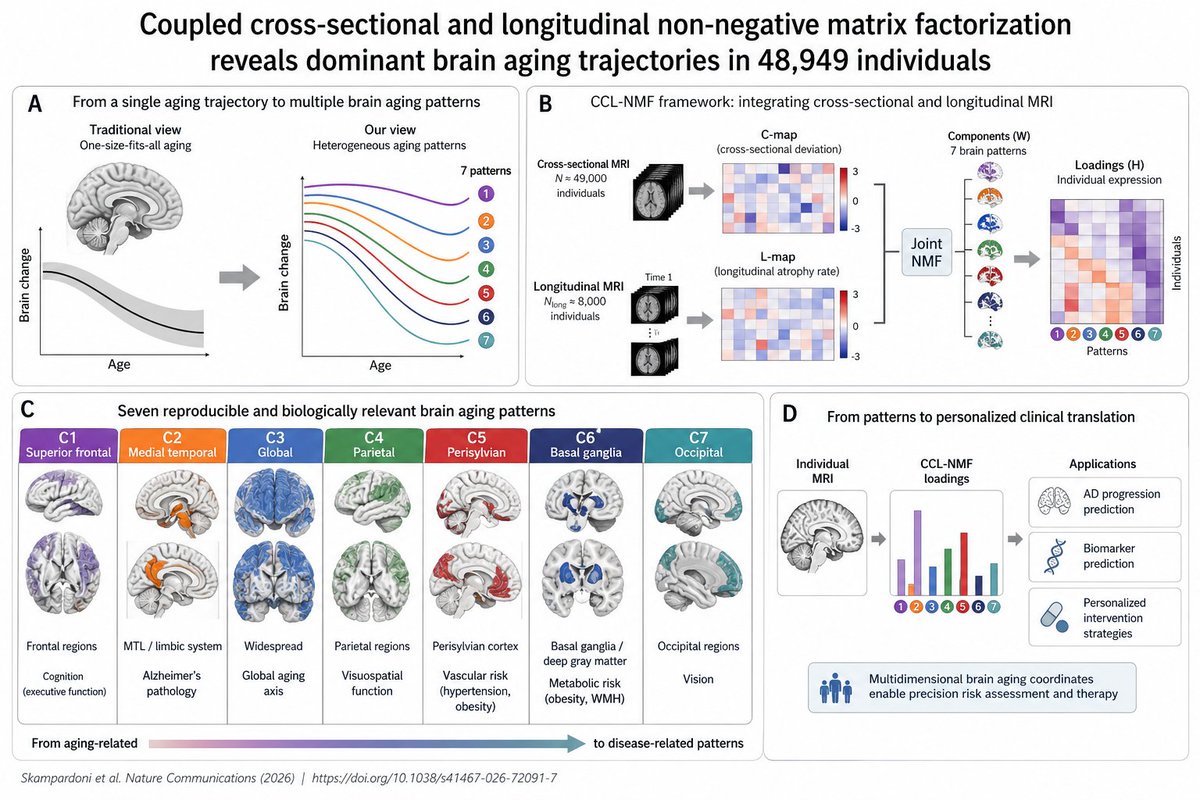 Brain aging is not a single trajectory. A Nature Communications (2026) study of ~49,000 individuals shows that brain aging can be decomposed into seven reproducible, co-existing atrophy patterns, rather than a uniform linear decline.

The key advance is CCL-NMF (Coupled