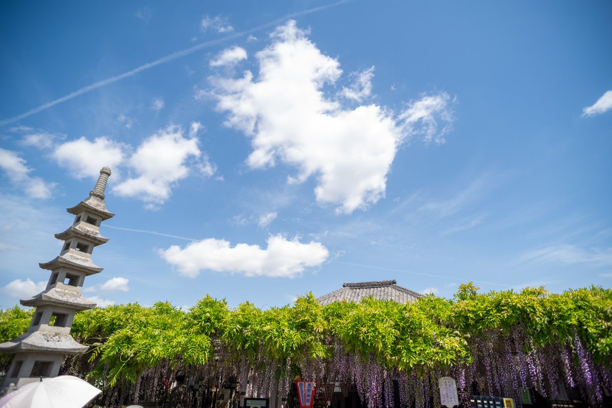 AZ31968560's tweet image. 熊野(ゆや)の長藤
晴天

#walking 
#legacylens 
#天然記念物