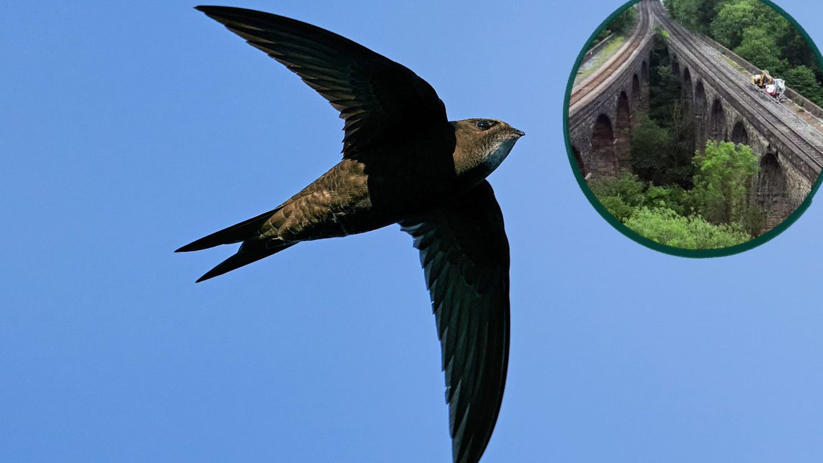 Protect_Wldlife's tweet image. VICTORY! Network Rail to reopen nesting holes Swifts!

Network Rail has confirmed it will reopen the swift nesting holes at Chapel Milton viaduct and work is already under way.

High Peak Borough Council has confirmed that listed building consent is not required to reopen the