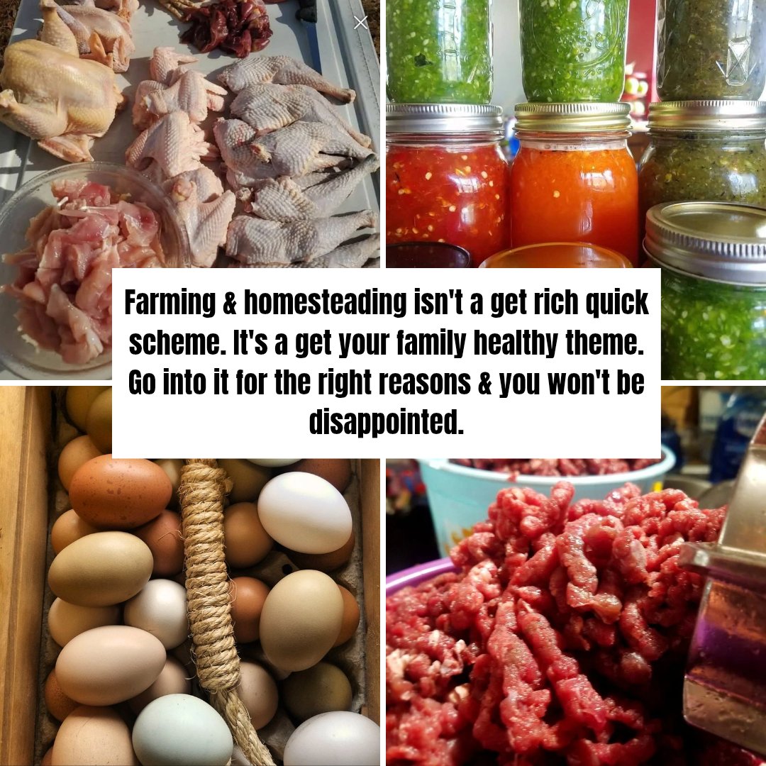 simply_Blaze's tweet photo. Farming &amp; homesteading isn't a get rich quick scheme. It's a get your family healthy theme. Go into it for the right reasons &amp; you won't be disappointed. https://t.co/NzGEq7U79T