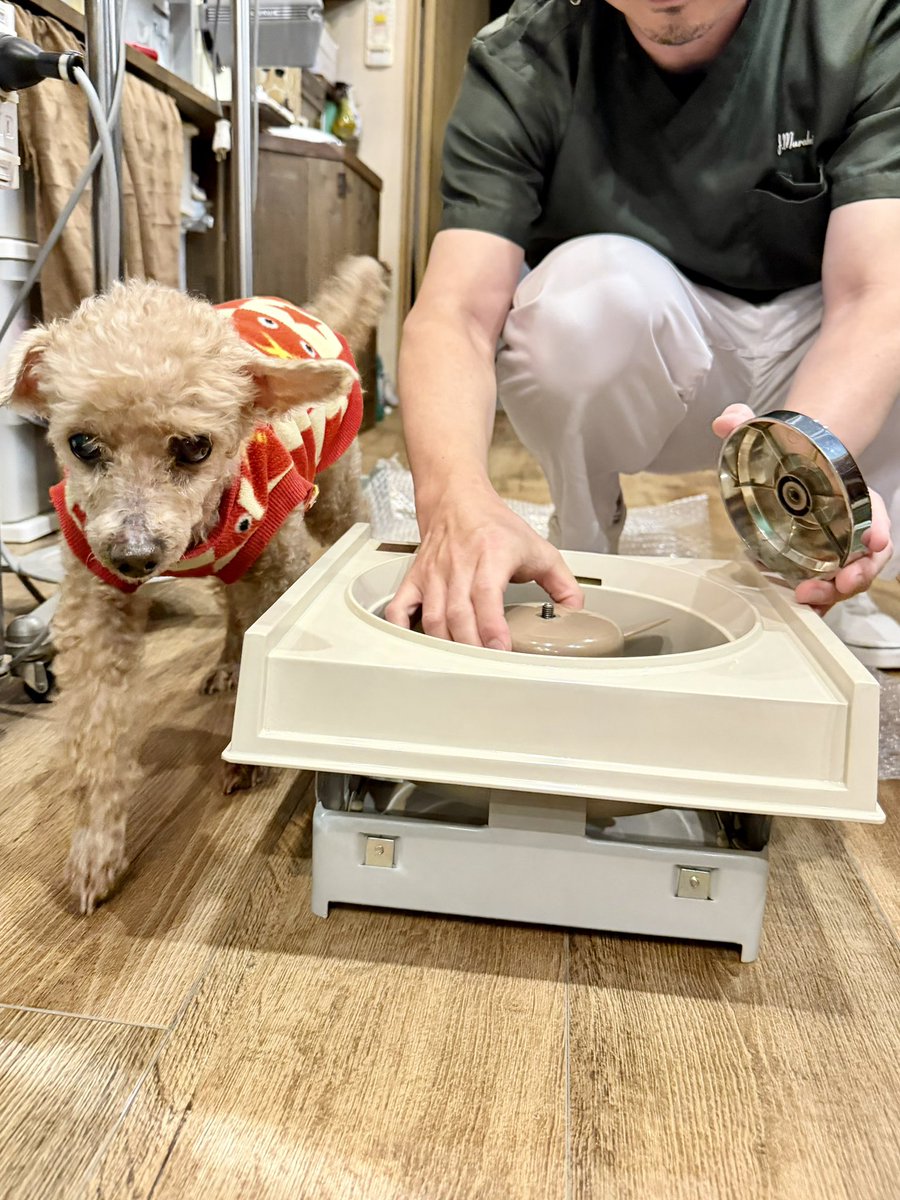 パピーペットサチ tweet media