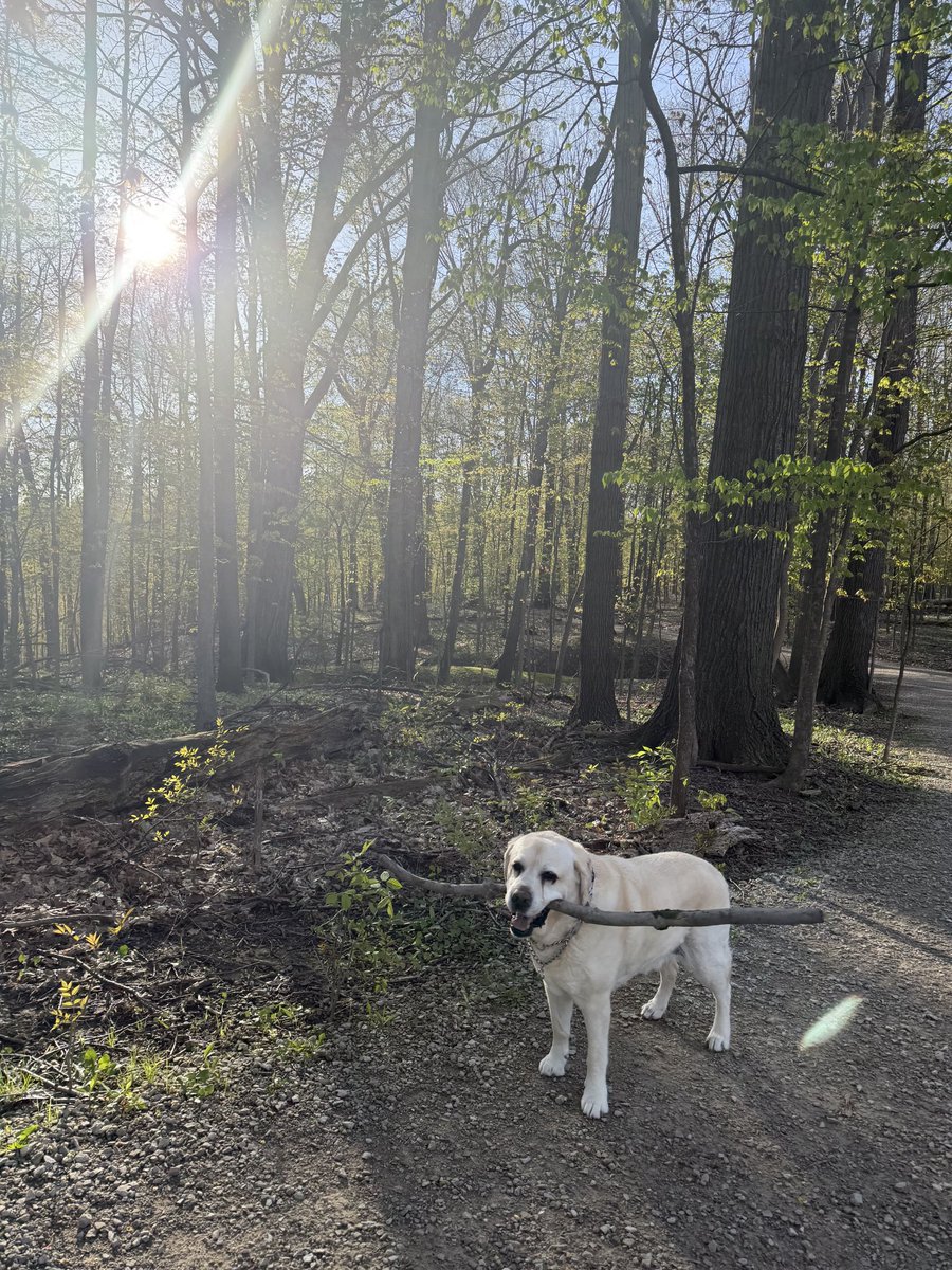 xvermonter61's tweet photo. It might be Monday, but it’s off to a good start! #DogsofTwiiter #MondayMood #StickDog https://t.co/EKcfeQ4Xny